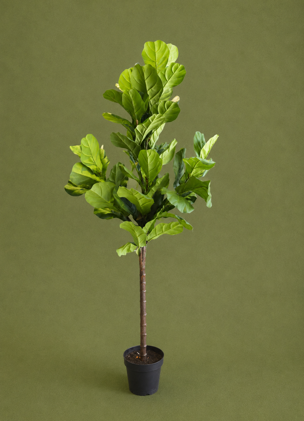 Artificial Fiddle Leaf Fig Tree in Pot