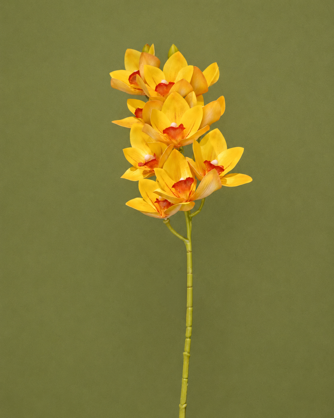 Cymbidium Artificial