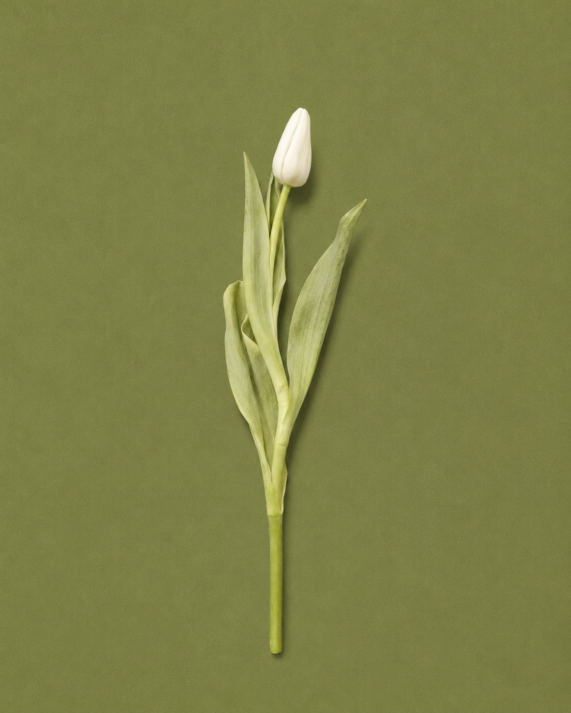 Single Fresh Tulip