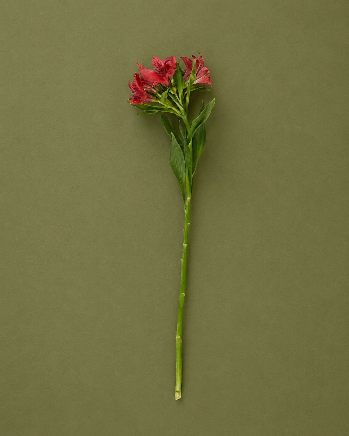 Alstroemeria