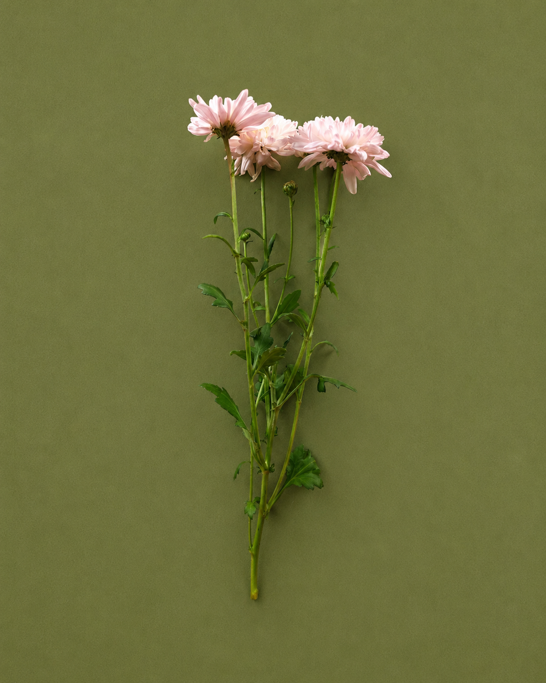 Baby Rose
