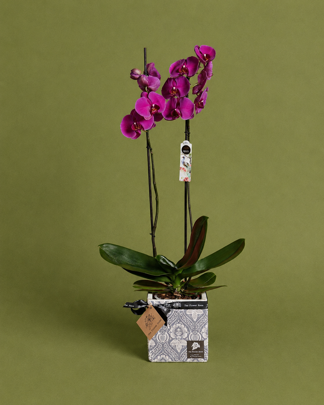 Geometric Orchid