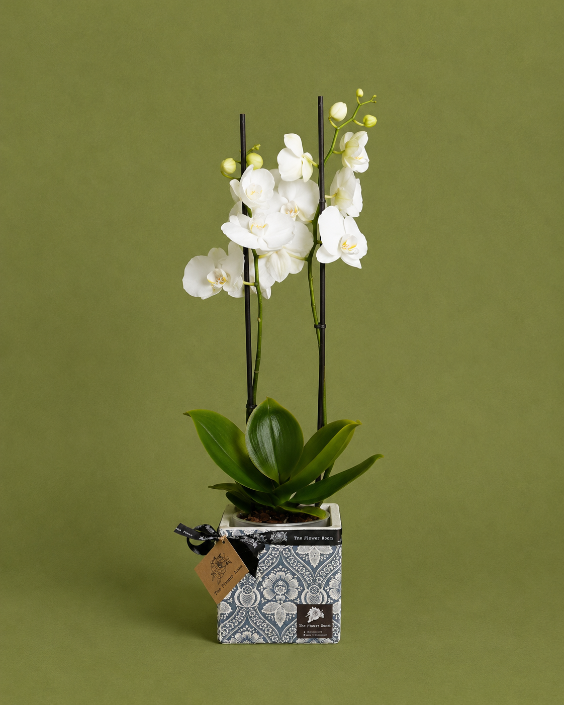 Diamond White Orchid