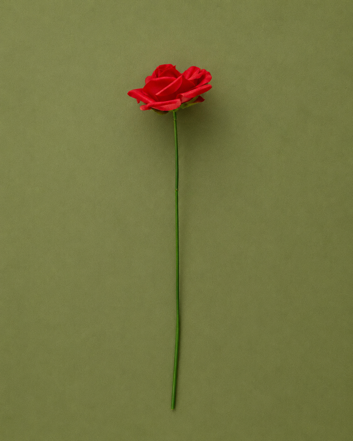 Single Rose