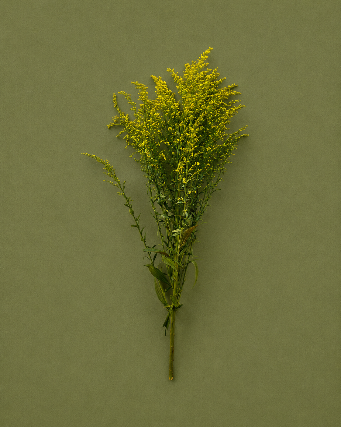 Solidago