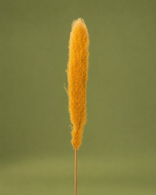 Dried Floral Stem
