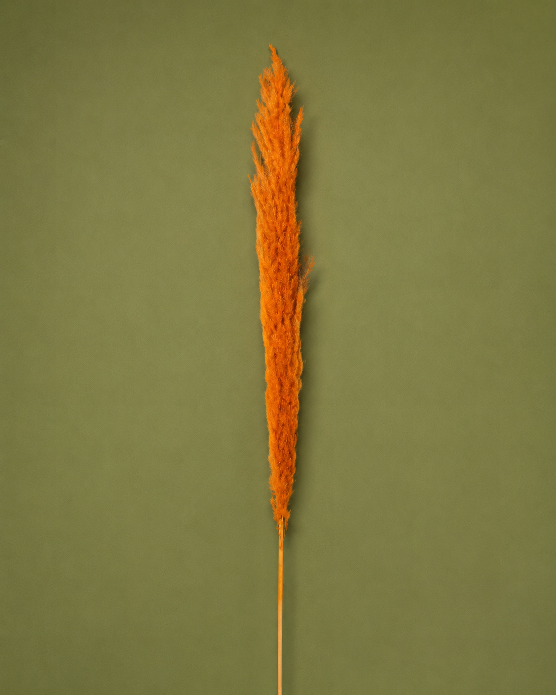 Dried Floral Stem