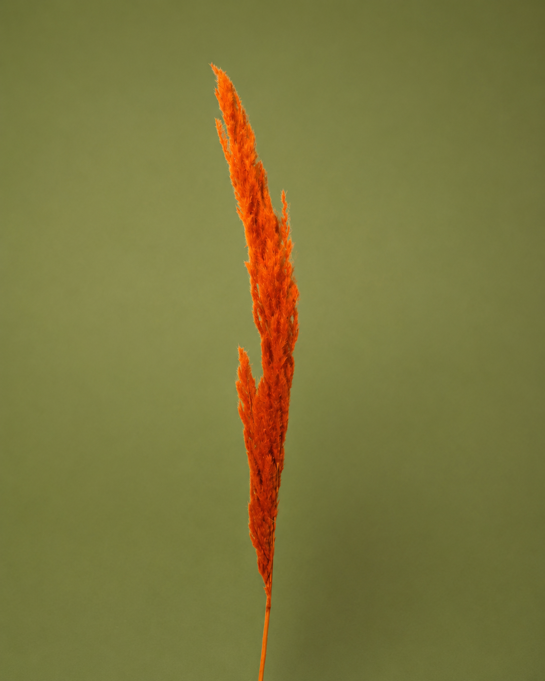 Dried Floral Stem