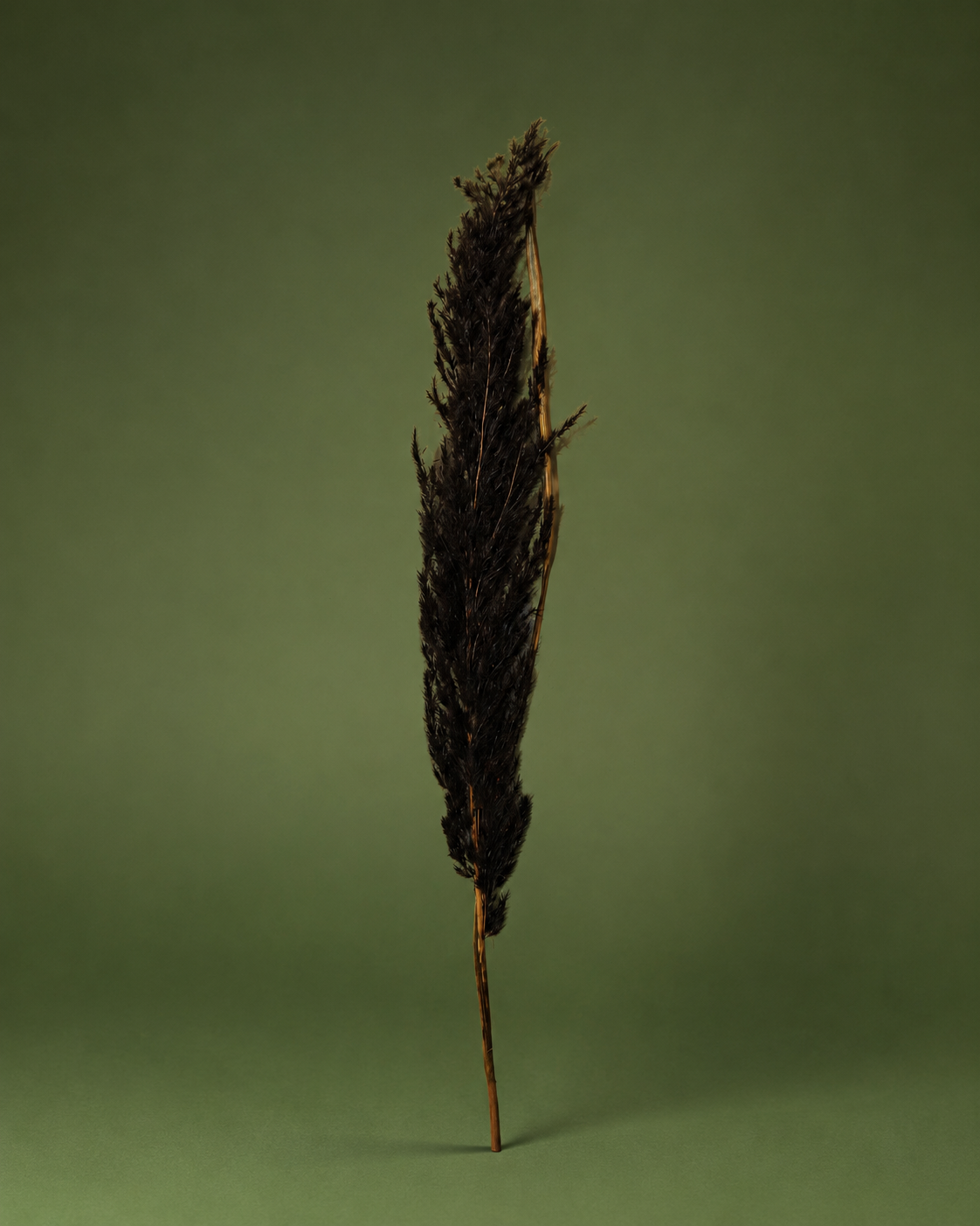 Dried Floral Stem