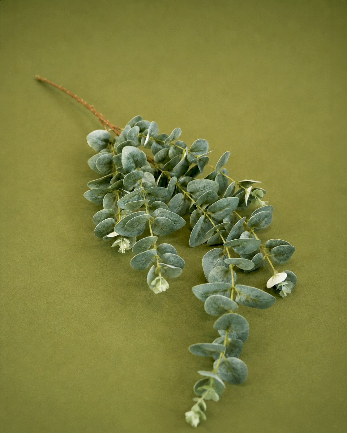 Eucalyptus