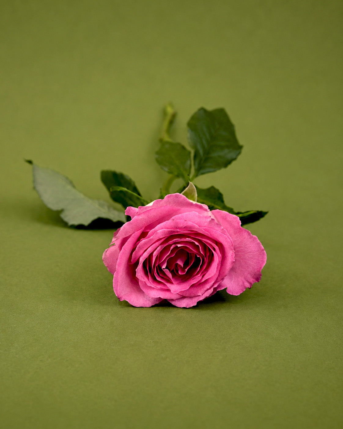 Fresh Rose