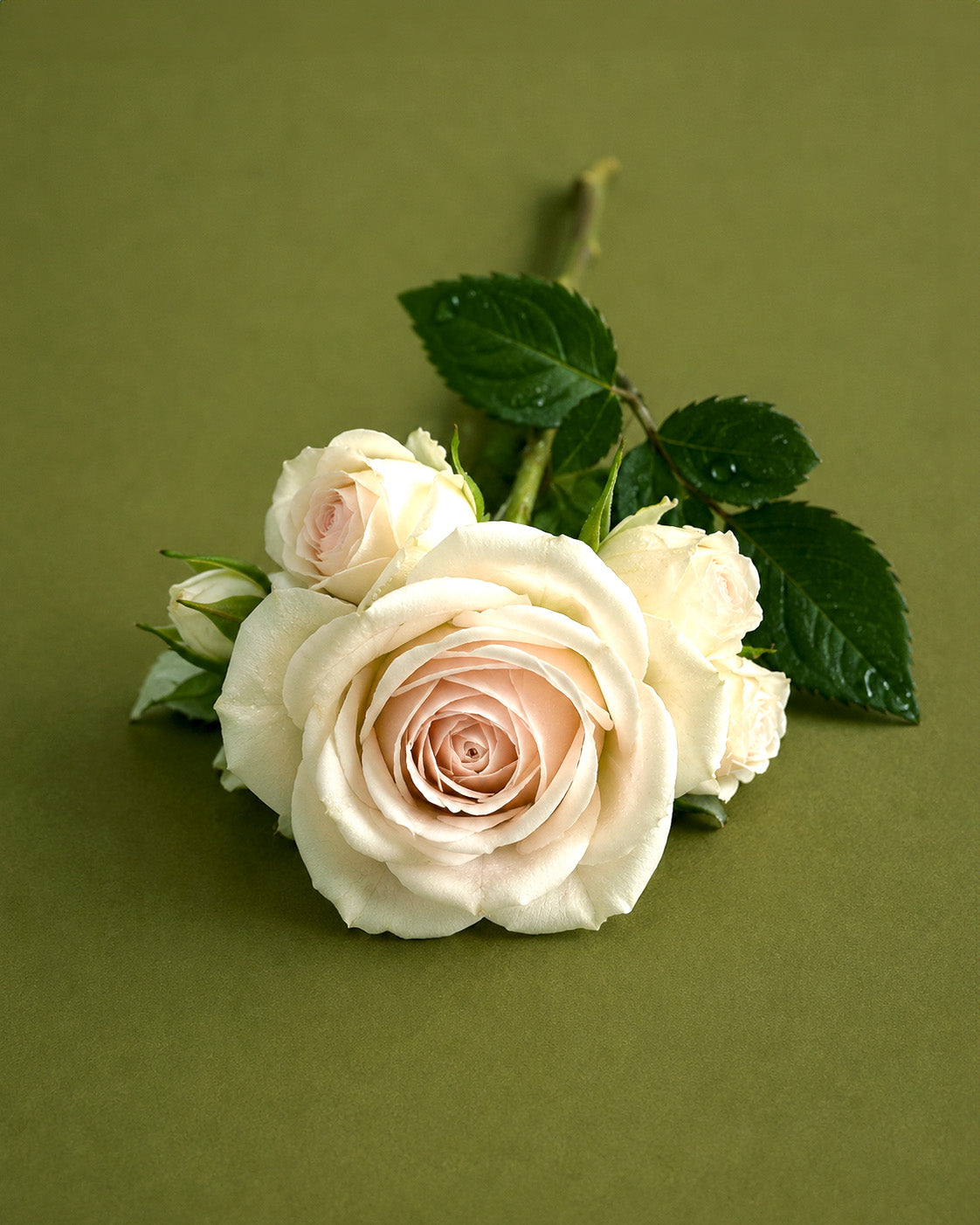 Fresh Rose