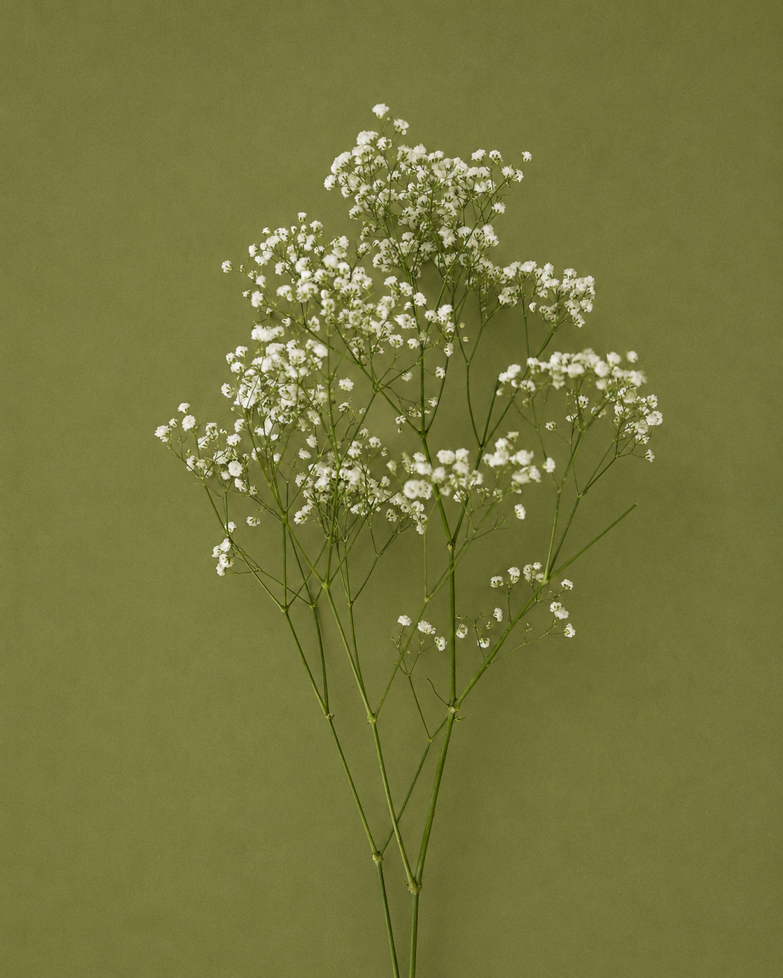 Gypsophila