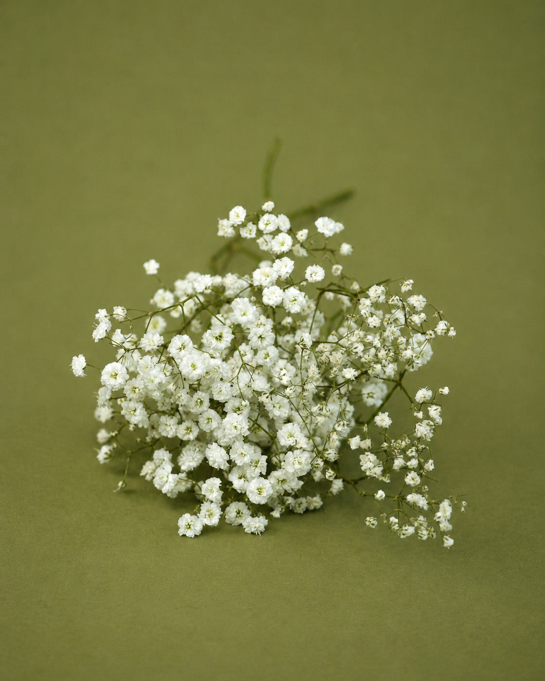 Gypsophila