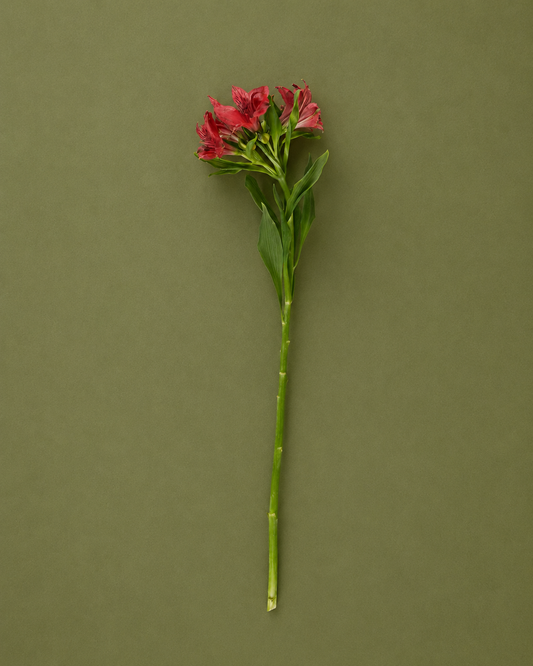 Alstroemeria