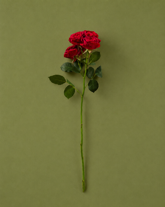 Baby Rose