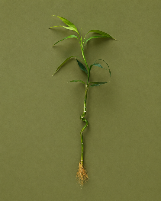 Bamboo