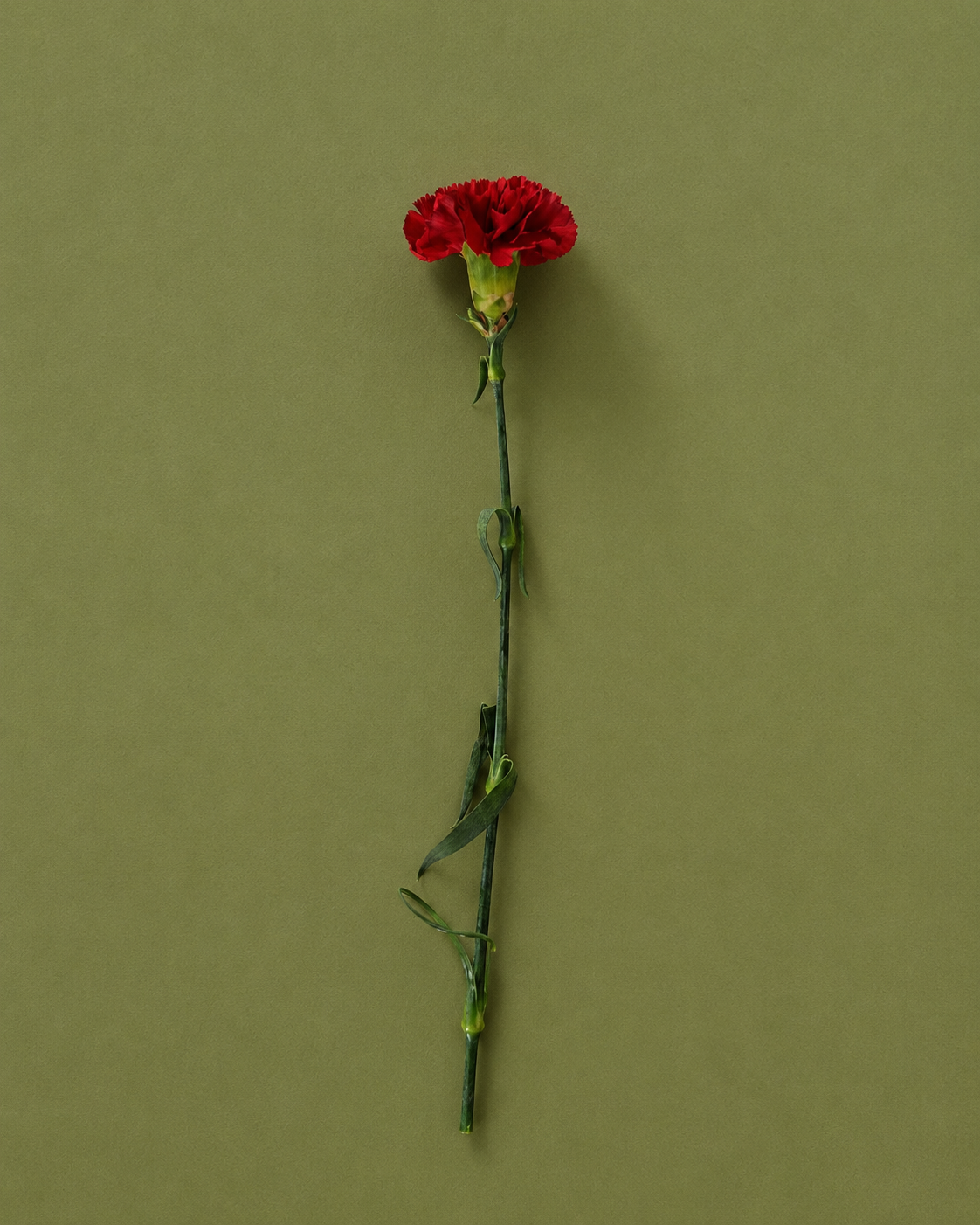 Carnation