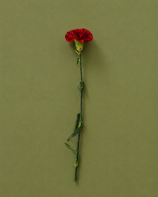 Carnation