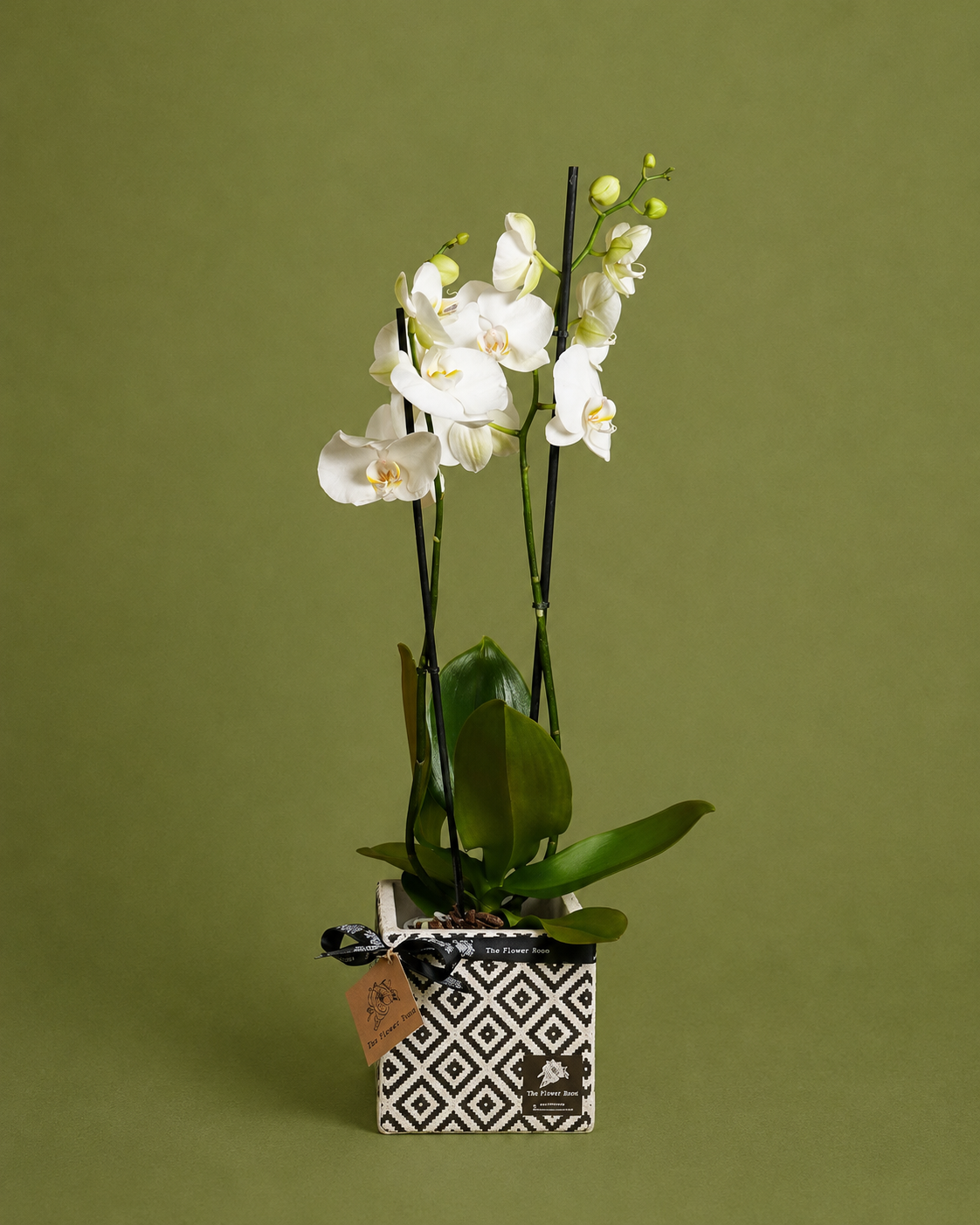 Diamond White Orchid