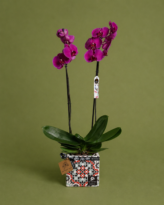 Geometric Orchid