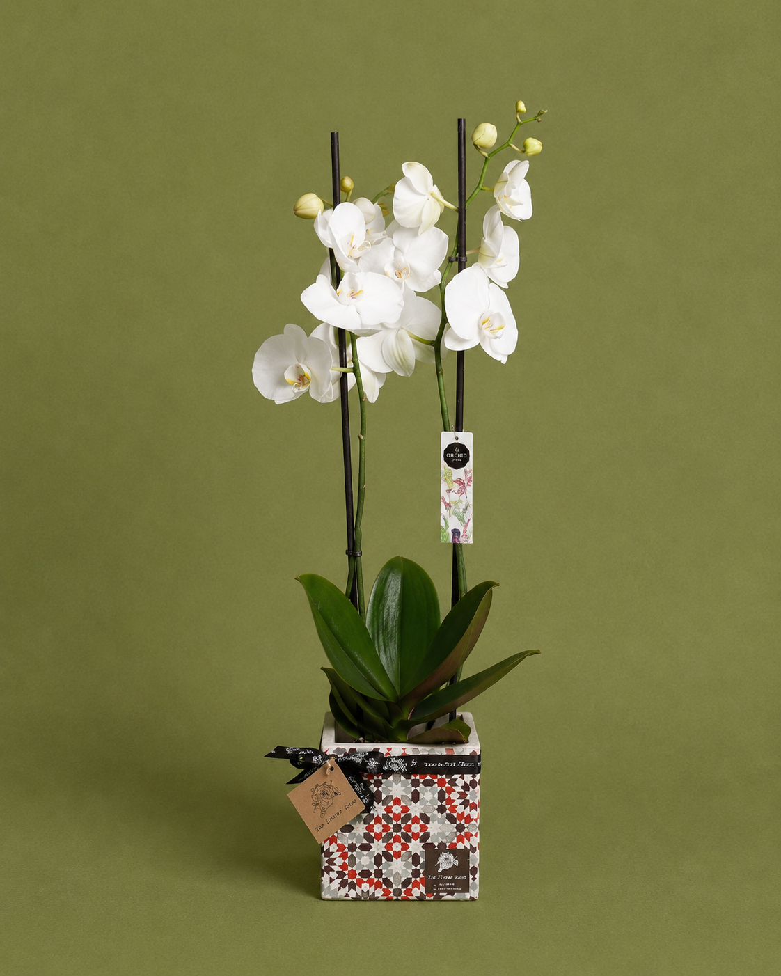 Diamond White Orchid