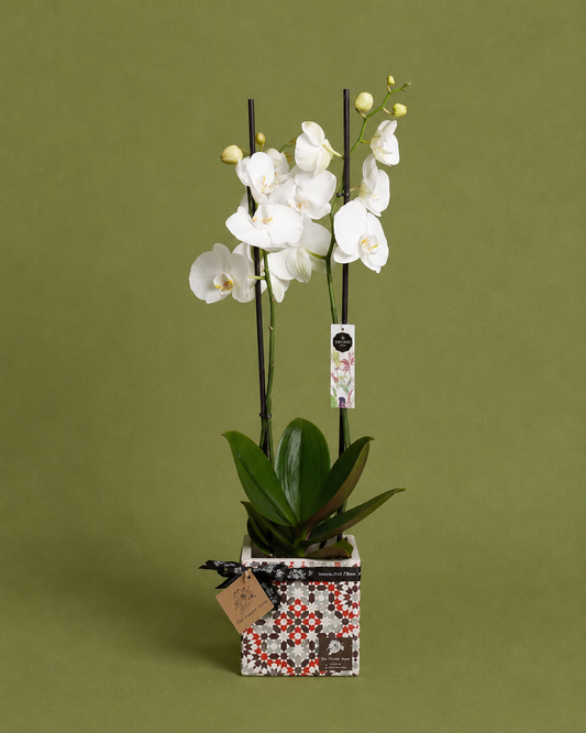 Diamond White Orchid