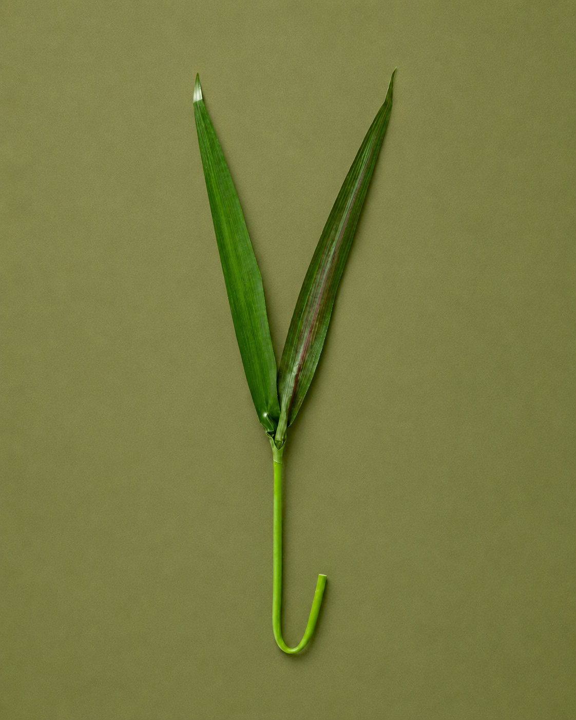 Greens