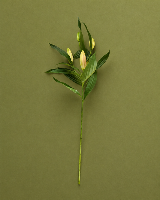 Lily (Casa Blanca)