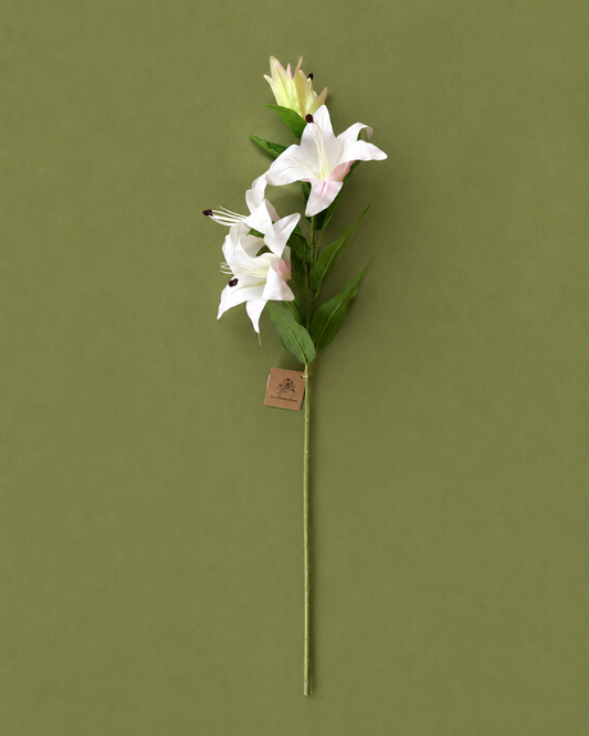 Lily