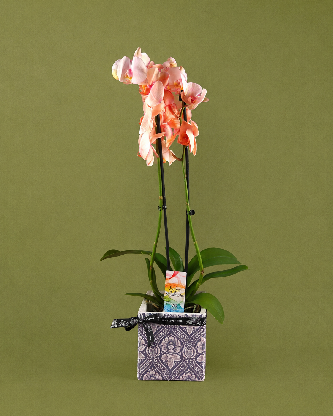 Orchid