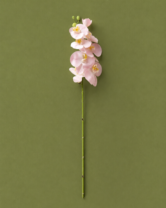Orchid