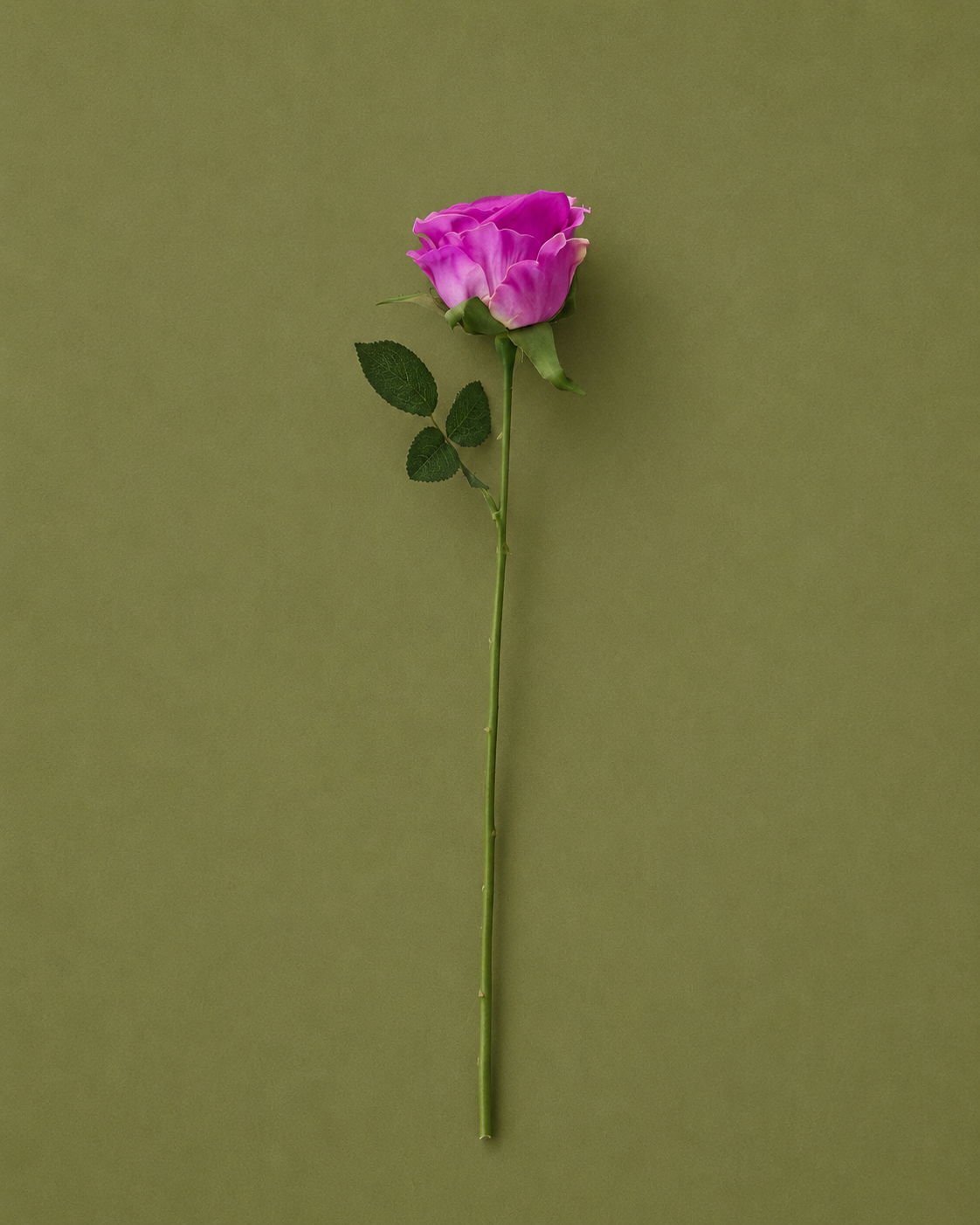 Single Rose
