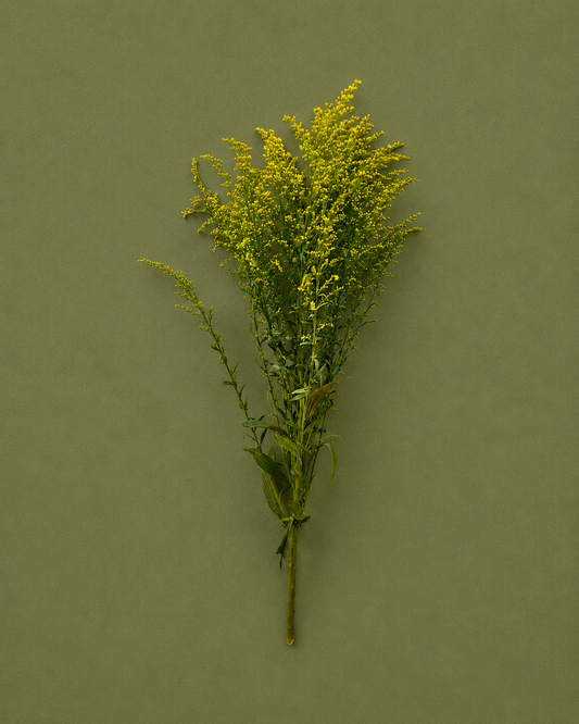 Solidago