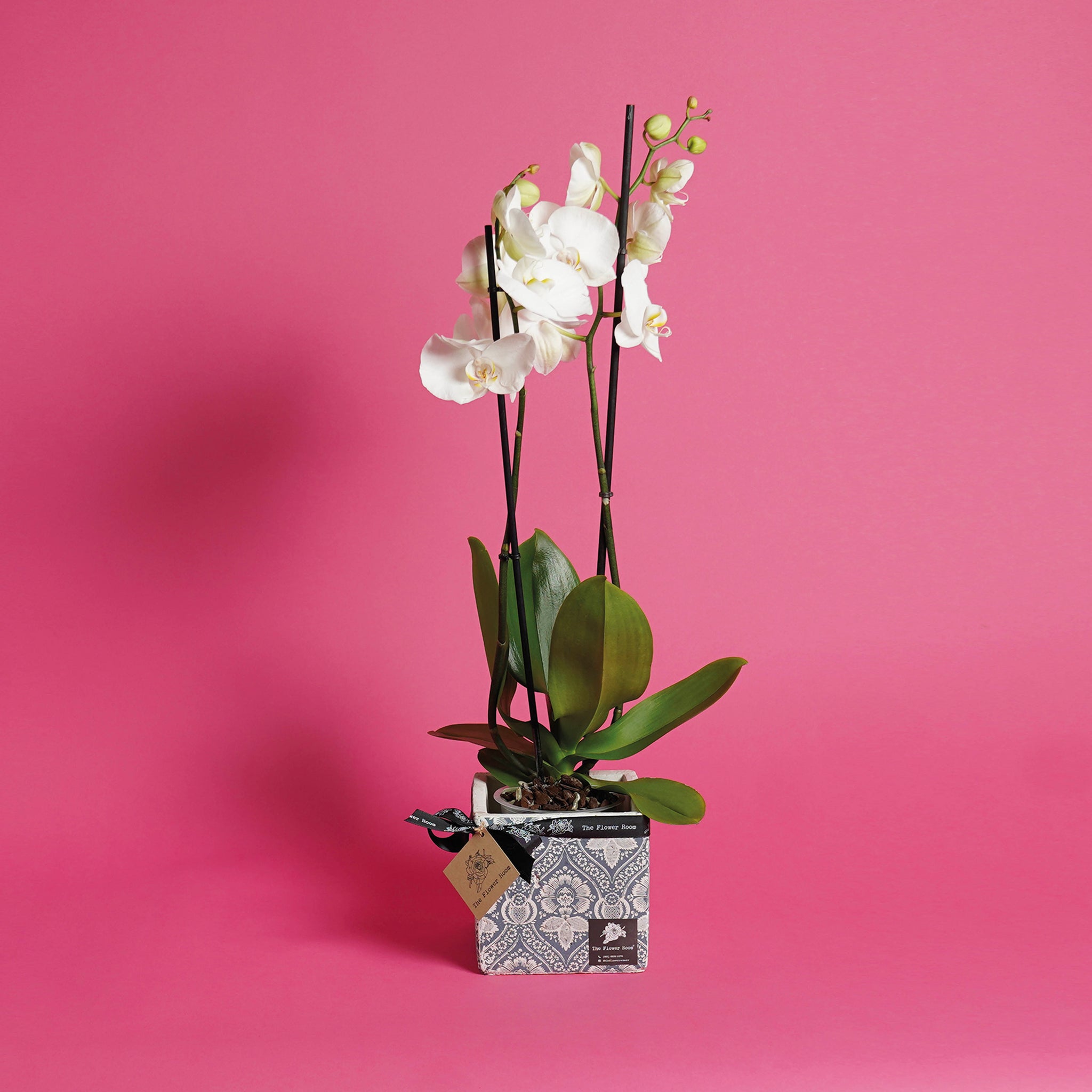 Diamond White Orchid